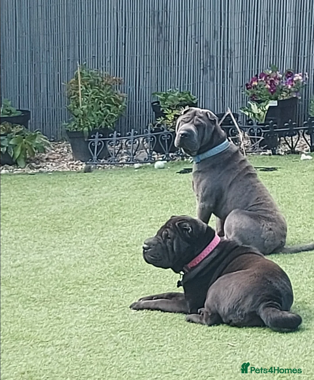 Shar Pei dogs for sale: Male and female  in Bolton - Advert 10