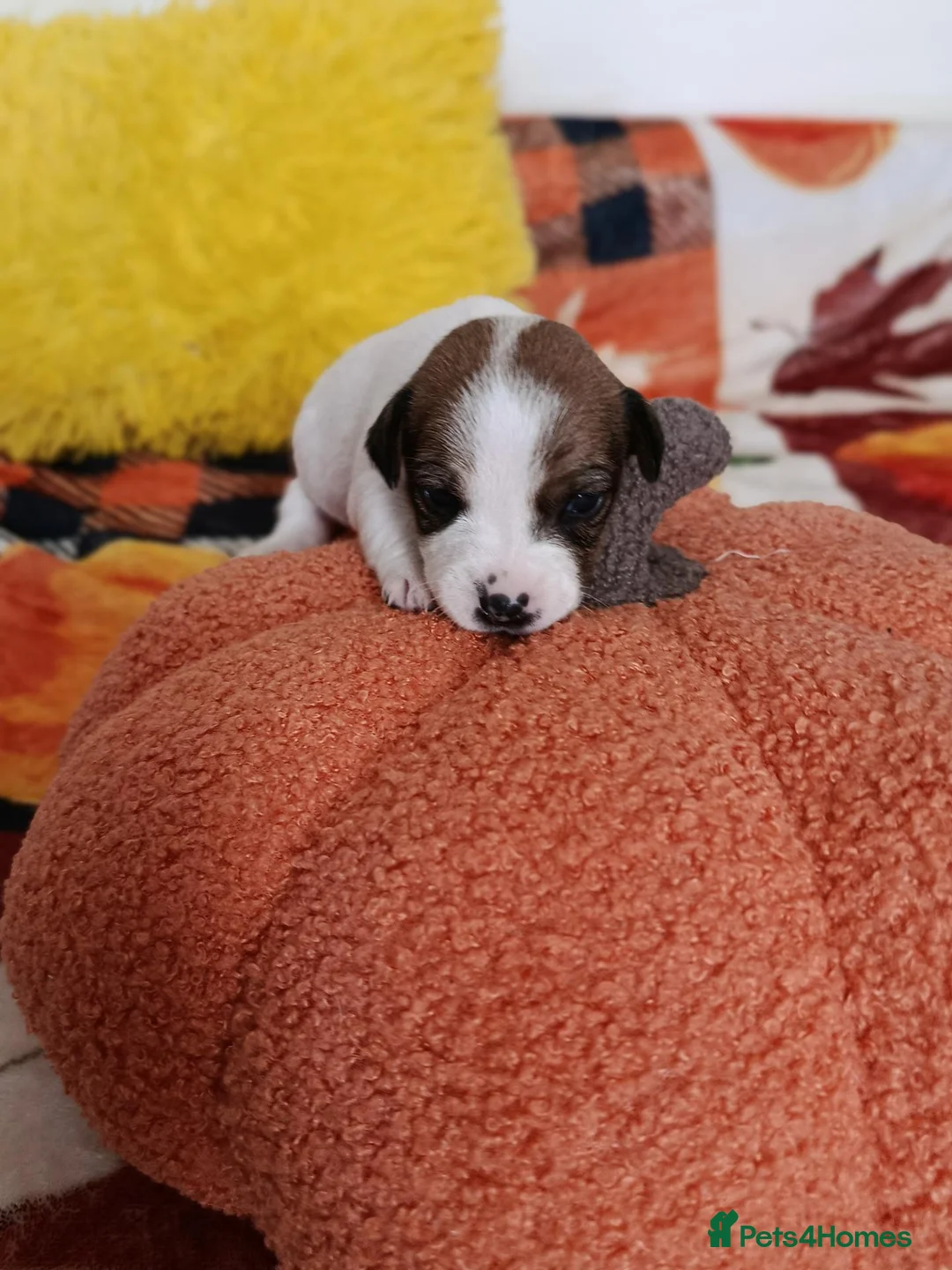 Jack Russell dogs for sale: 5 Beautiful Jack Russell Puppies - Advert 1