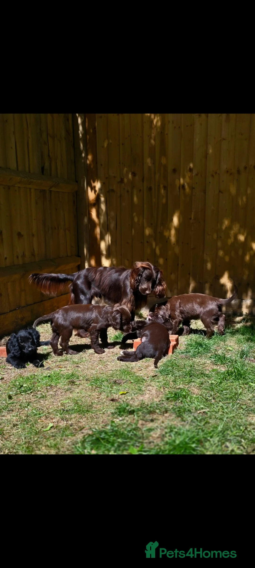 Cocker Spaniel dogs for sale: Beautiful Cocker Spaniel Pups in Southampton - Advert 11