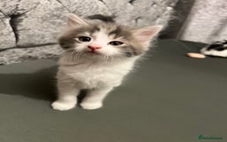 British Longhair cats for sale: Gorgeous fluffy kittens looking for forever home - Image 16