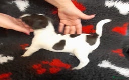 Mixed Breed dogs for sale: Jack Russell  male puppies  - Advert 4