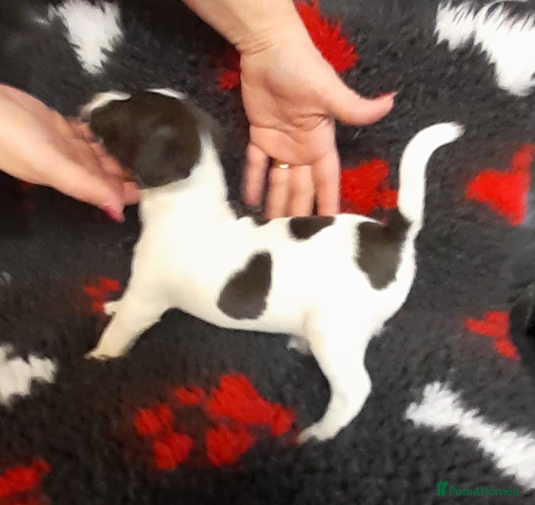 Mixed Breed dogs for sale: Jack Russell  male puppies  - Advert 4