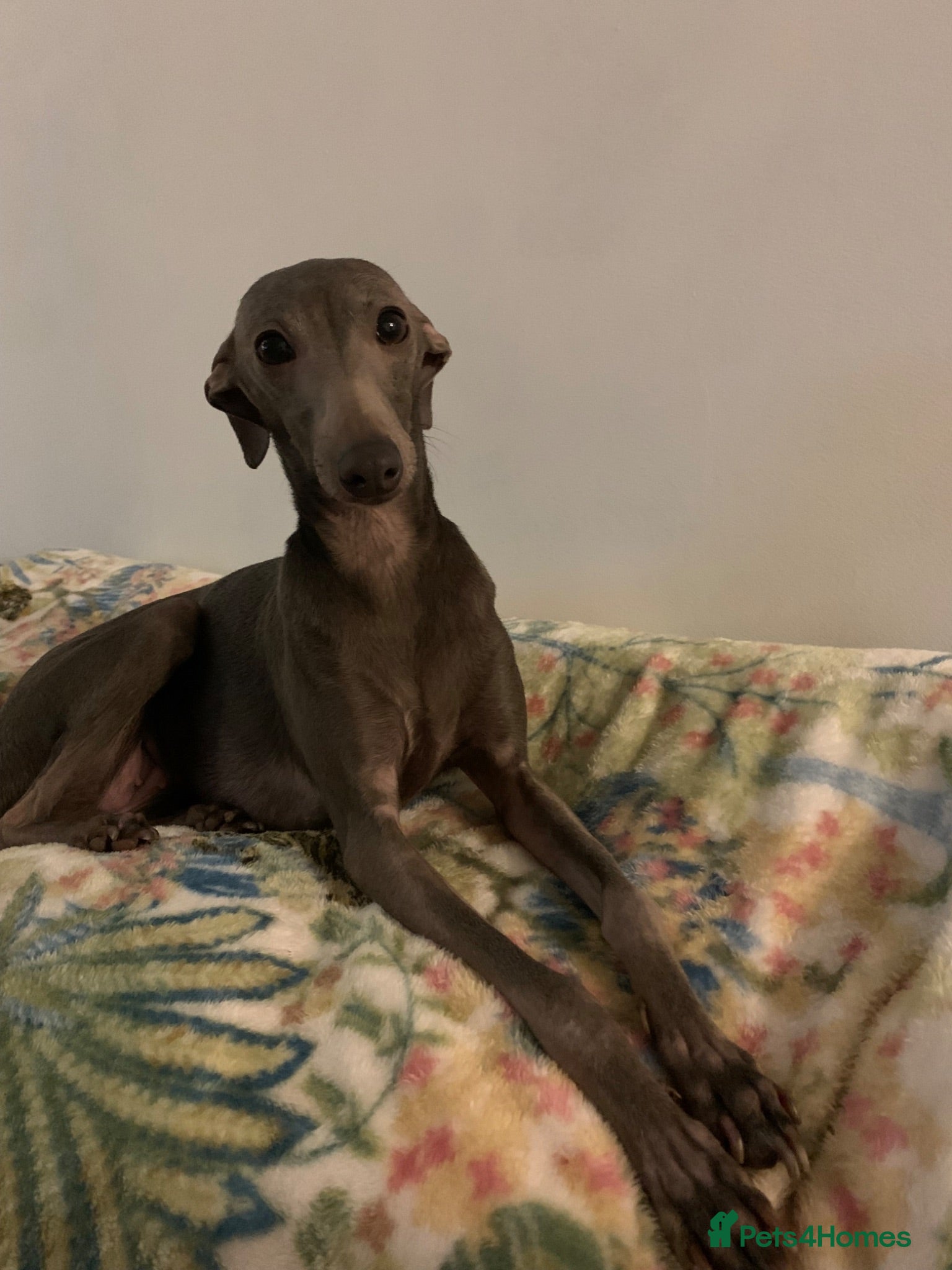 Italian Greyhound dogs Beautiful KC Registered Italian greyhounds - Advert 3