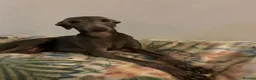 Italian Greyhound dogs for sale: Beautiful KC Registered Italian greyhounds - Advert 1