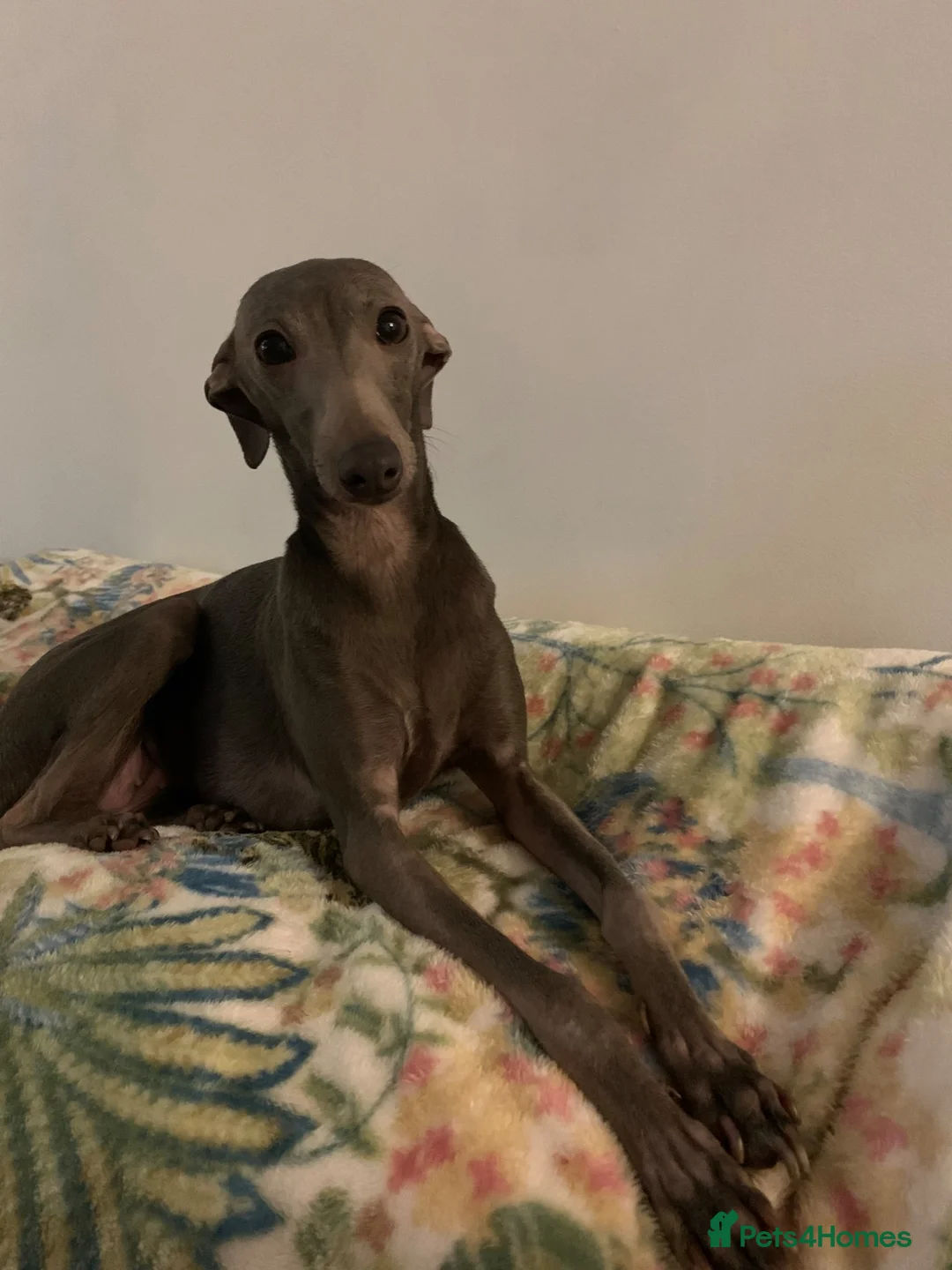 Italian Greyhound dogs for sale: Beautiful KC Registered Italian greyhounds - Advert 1