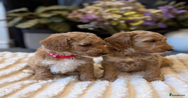 Australian Labradoodle dogs - Advert 2