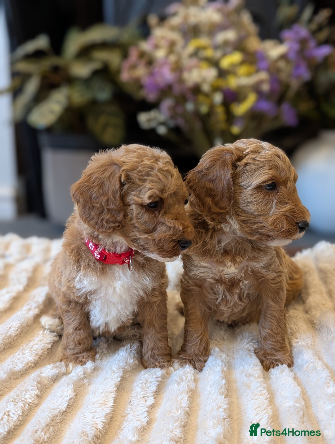 Australian Labradoodle dogs for sale: Mini Australian labradoodles, DNA health tested. - Image 3