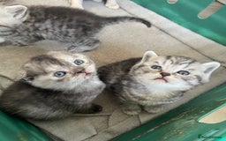 Scottish Fold cats for sale: Pedigree Scottish fold kittens for sale - Image 17