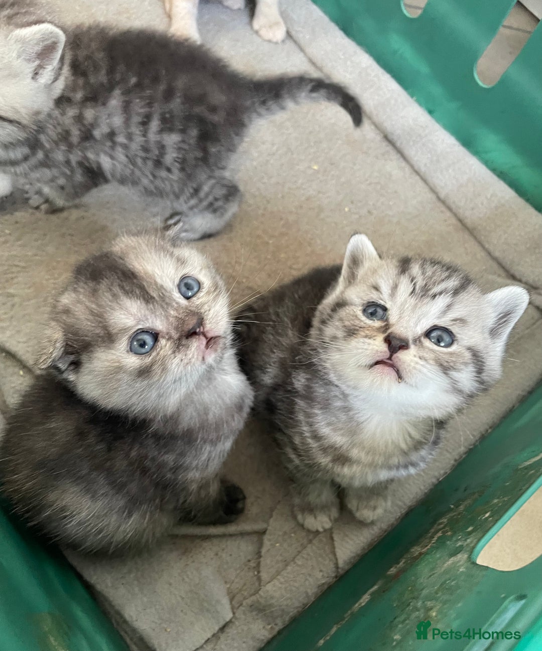 Scottish Fold cats for sale: Pedigree Scottish fold kittens for sale - Image 17