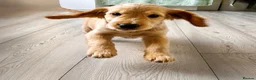 Cocker Spaniel dogs for sale: Last KC Golden Show Cocker Spaniel Boy Puppies - Advert 4