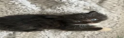 Mixed Breed cats for sale: 3 beautiful kittens for sale  - Advert 10