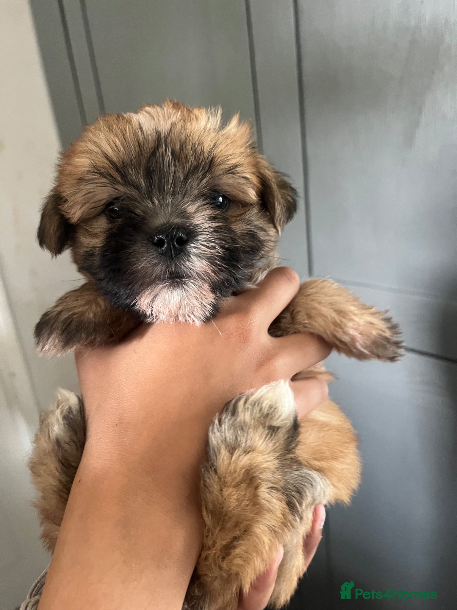 Mixed Breed dogs Fluffy Toy morkie puppies  - Advert 7