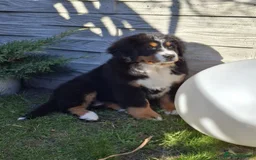 Bernese Mountain Dog dogs for sale: Bernese Mountain Dog – Best Friend for Life ❤️ - Image 1