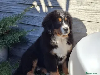 Bernese Mountain Dog dogs - Advert 1
