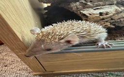 Mixed Breed rodents for sale: Baby Tenrecs - Image 7