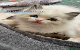 Ragdoll cats for sale: ragdoll kittens - Image 6