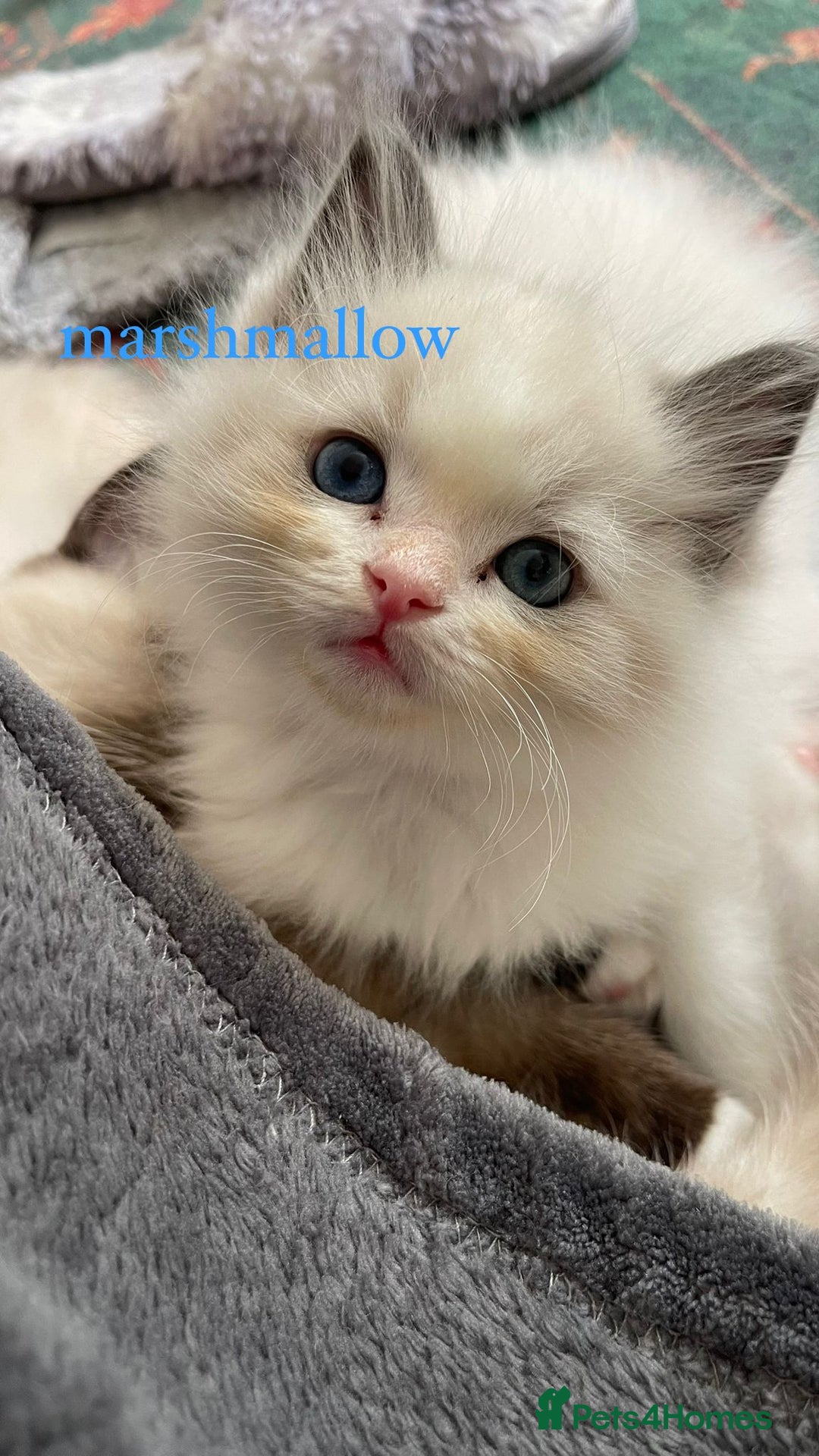 Ragdoll cats for sale: ragdoll kittens - Image 6