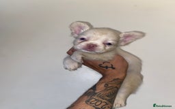 French Bulldog dogs for sale: High Quality Fluffy french bulldogs  - Image 9