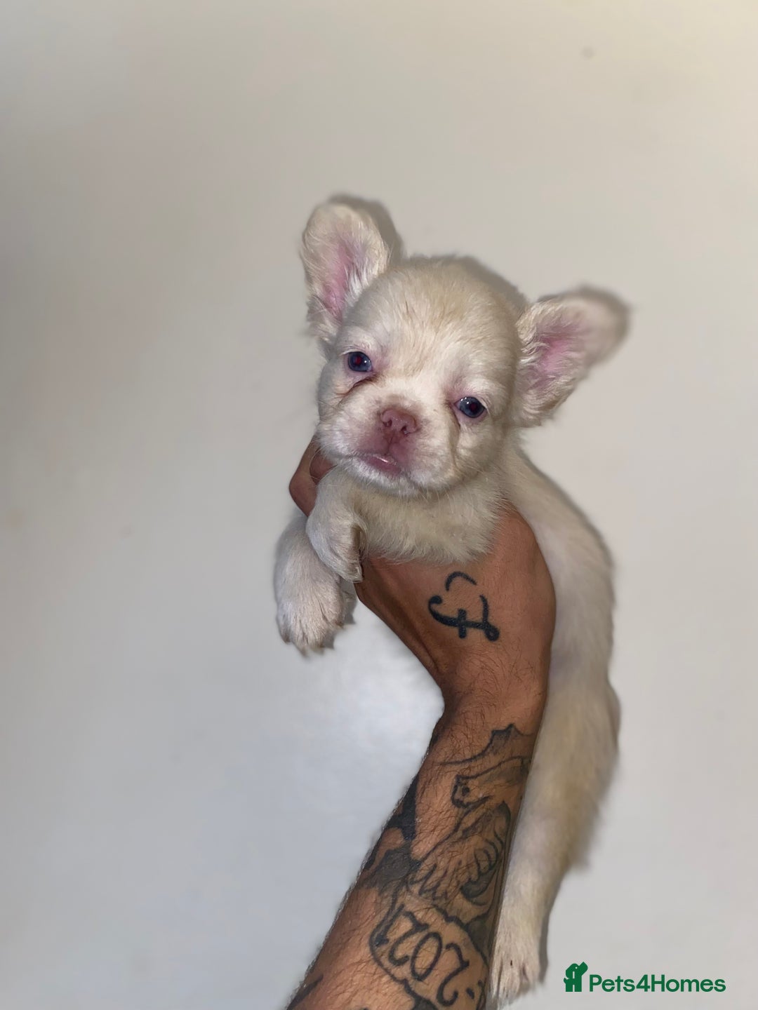 French Bulldog dogs for sale: High Quality Fluffy french bulldogs  - Image 9