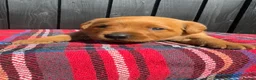 Labrador Retriever dogs for sale: 🧡 Fox Red KC working Labrador’s  in Thetford - Advert 35