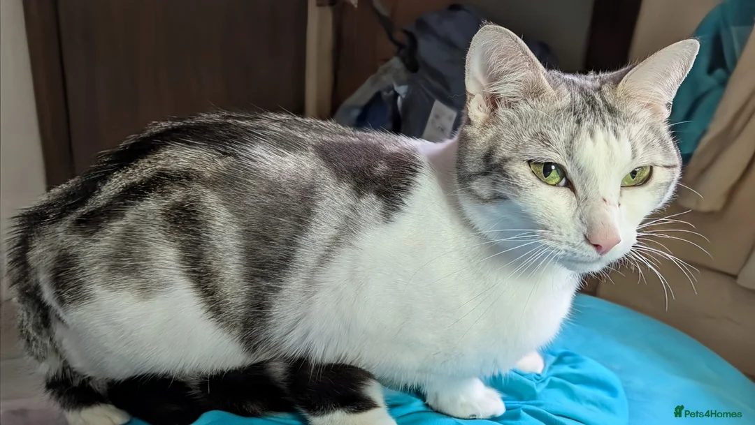 Mixed Breed cats for sale: Bengal x kittens  - Advert 1