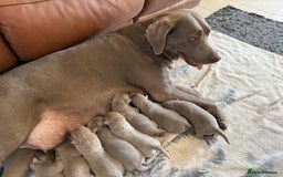Labrador Retriever dogs for sale: Outstanding KC Registered Silver Labrador Puppies - Image 15