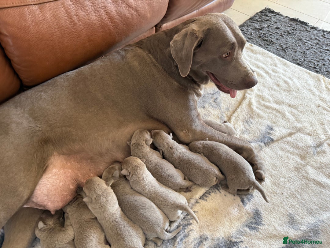 Labrador Retriever dogs for sale: Outstanding KC Registered Silver Labrador Puppies - Image 15
