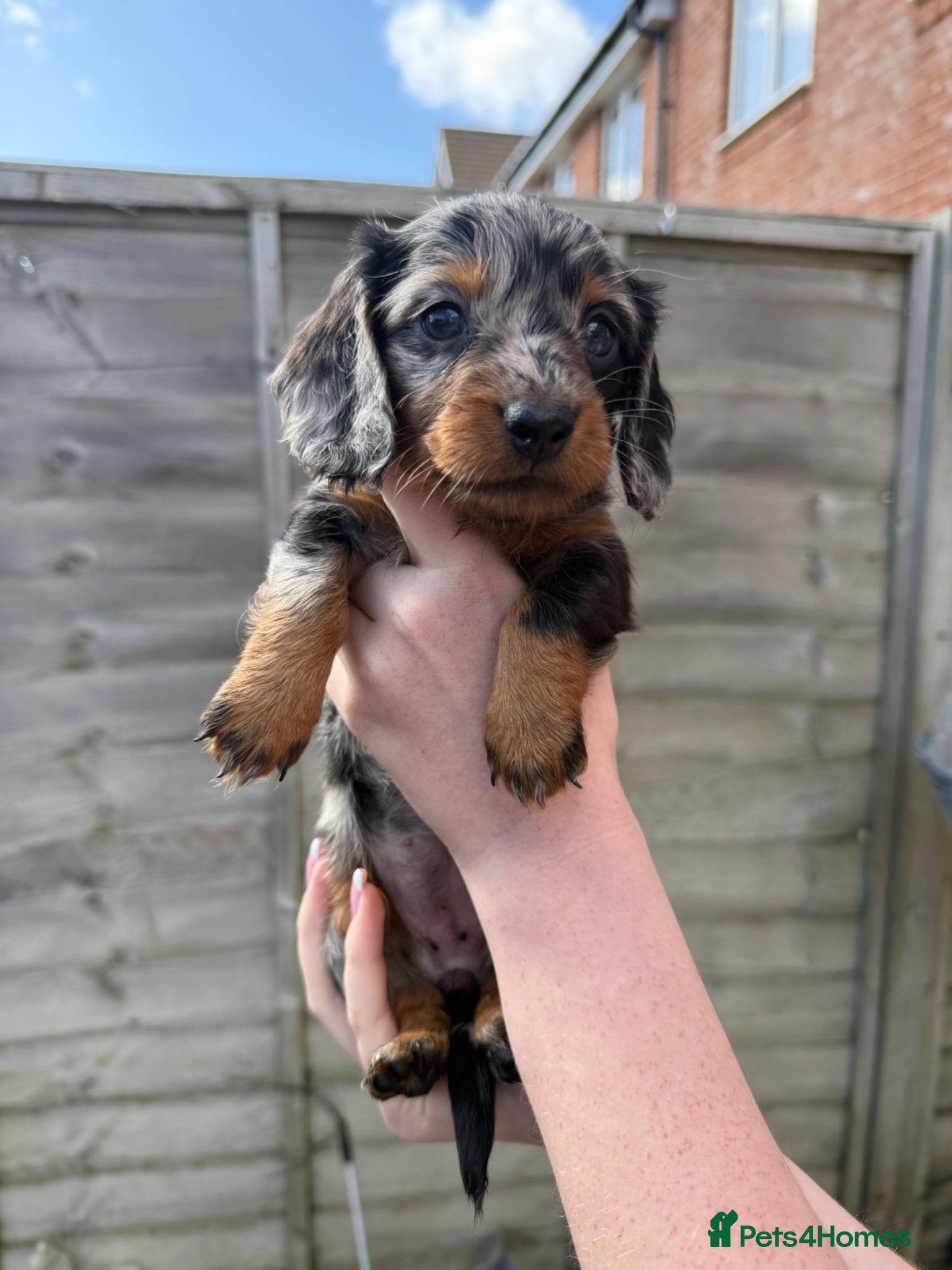 Dachshund dogs Long haired miniature dachshund puppies - Advert 1