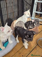 French Bulldog dogs - Advert 9