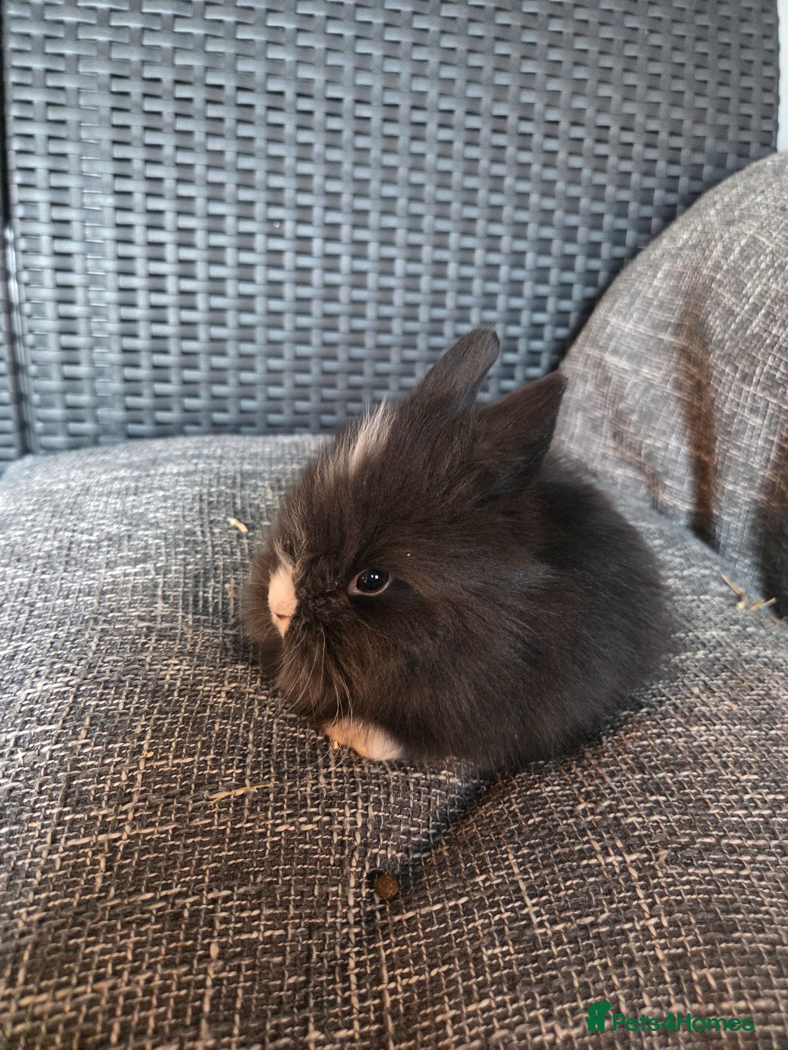 Lionhead rabbits for sale: Beautiful 8 week old mixed colour lionheads in Derby - Advert 1