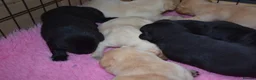 Labrador Retriever dogs for sale: Stunning Working Pedigree Labrador Puppies  in Boston - Advert 4