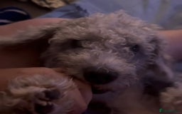 Mixed Breed dogs for sale: Lovely mix of curly haired babies - Image 2