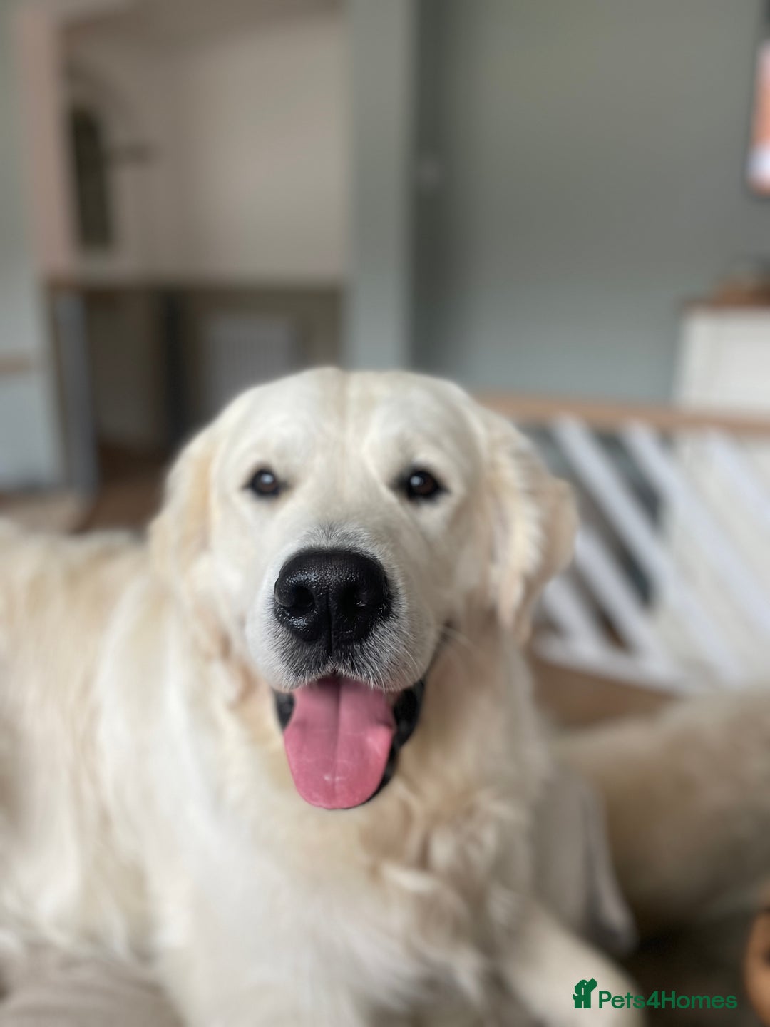 Golden Retriever dogs for stud: KC REGISTERED STUNNING STUD DOG in Beverley - Image 11