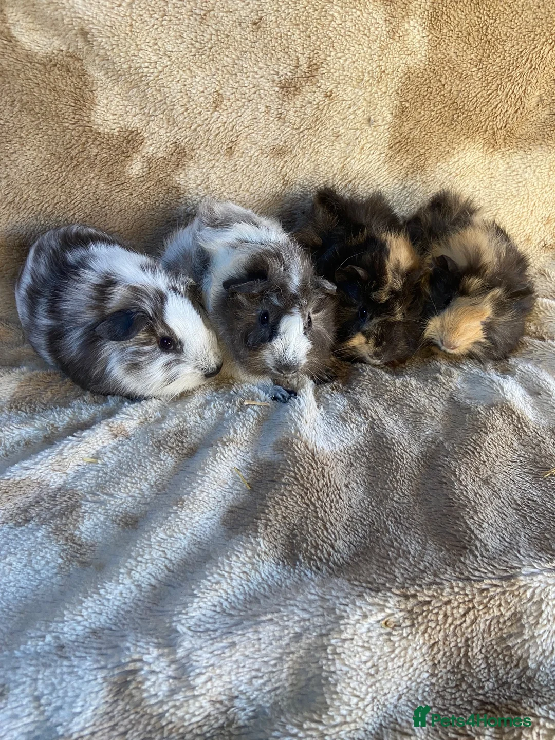 Guinea Pig rodents for sale: Two Pairs Bonded Male Guinea Pigs - Advert 2