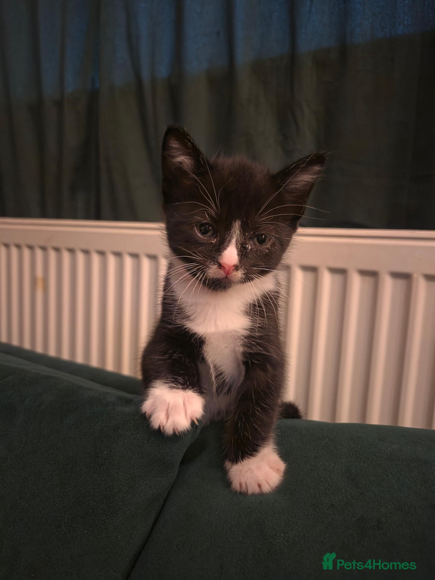 Mixed Breed cats Black and white male - Advert 6