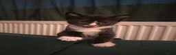 Mixed Breed cats for sale: Black and white male in Pontefract - Advert 1