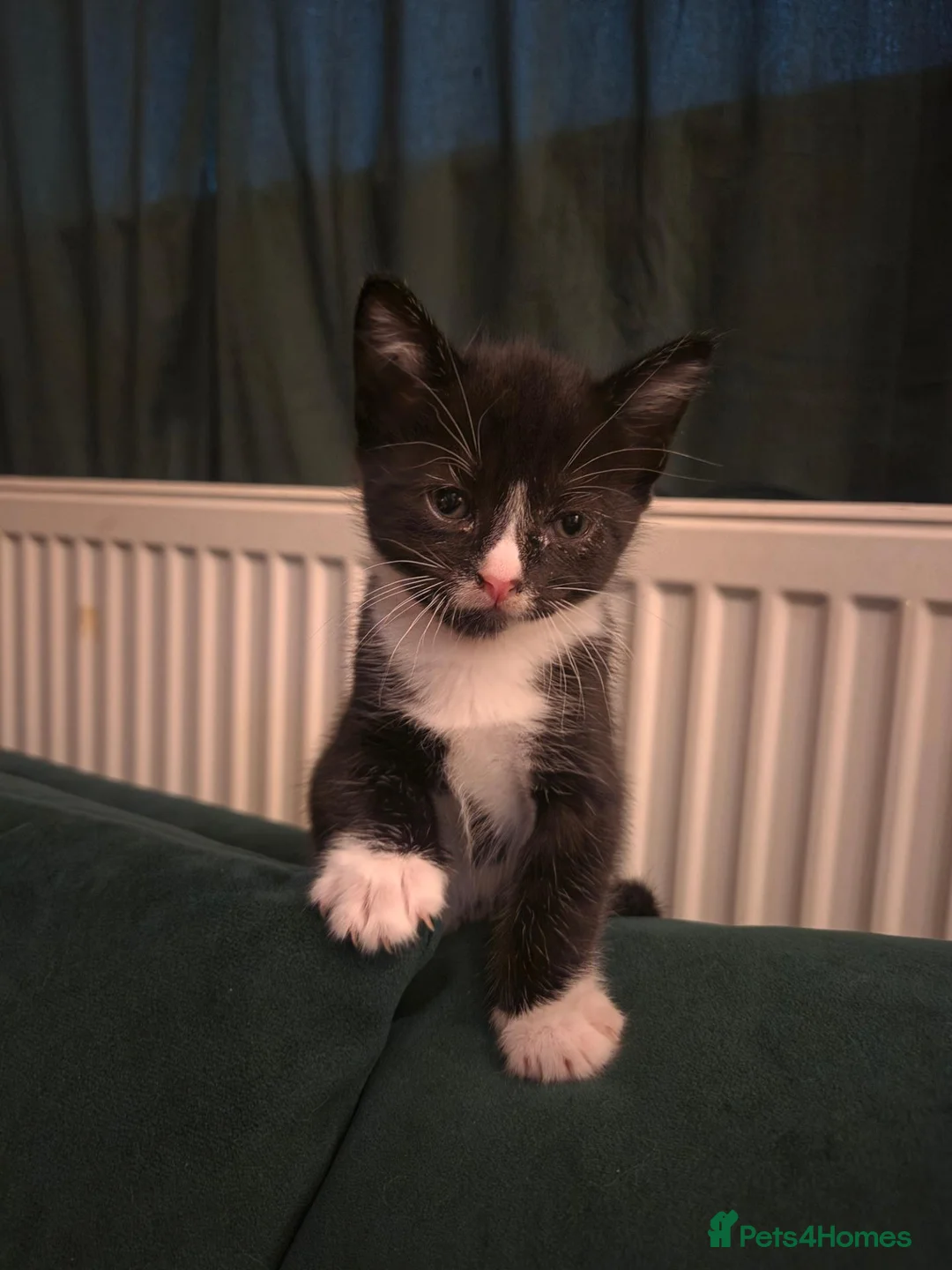 Mixed Breed cats for sale: Black and white male in Pontefract - Advert 1