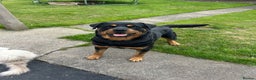 Rottweiler dogs for stud: KC ROTTWEILER STUD - Advert 5