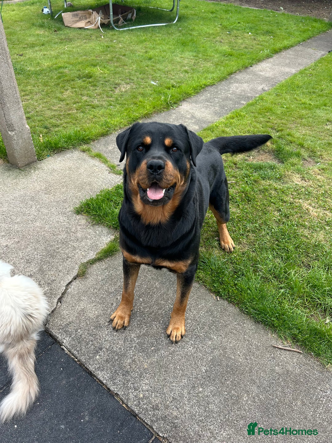 Rottweiler dogs for stud: KC ROTTWEILER STUD - Advert 5