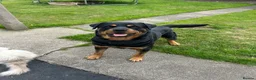 Rottweiler dogs for stud: KC ROTTWEILER STUD - Advert 5