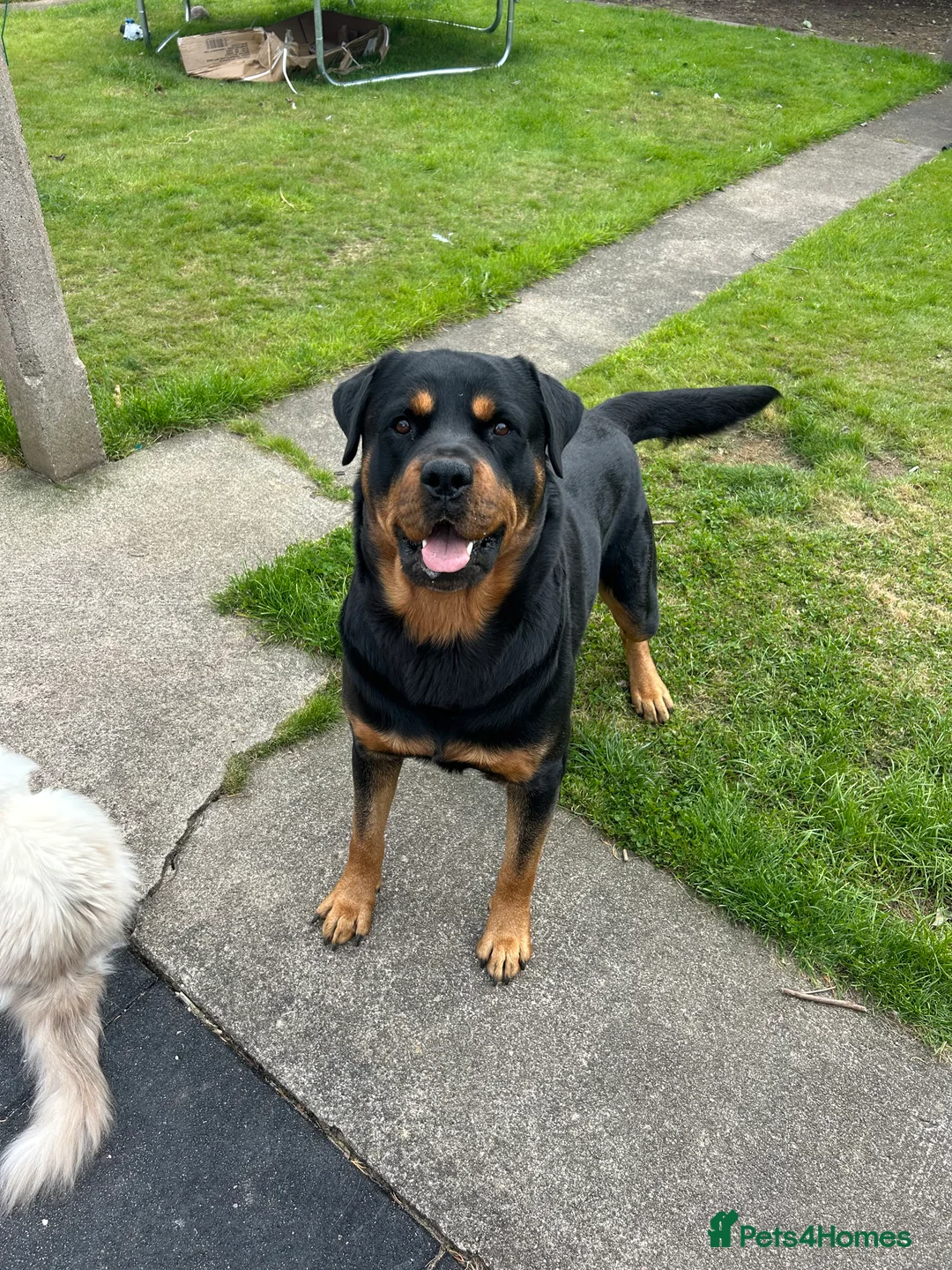 Rottweiler dogs for stud: KC ROTTWEILER STUD - Advert 5