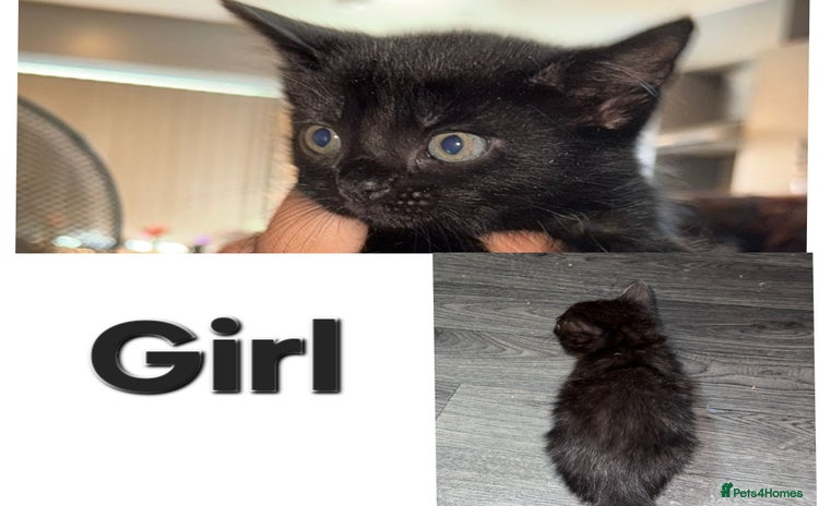 Mixed Breed cats - Advert 1
