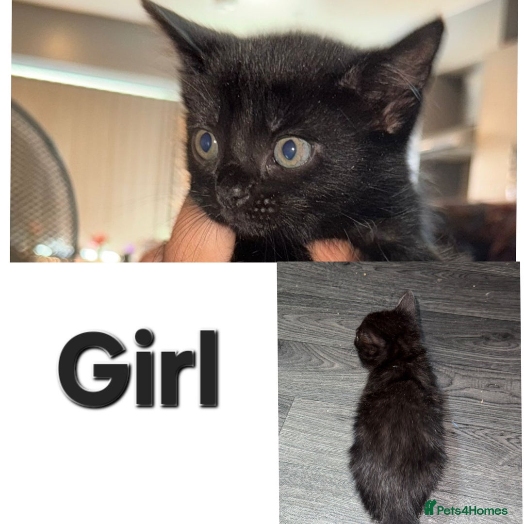 Mixed Breed cats for sale: Beautiful kittens - Image 1