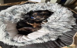 Chorkie dogs for sale: Chihuahua/yourkshire terrier pups - Image 7