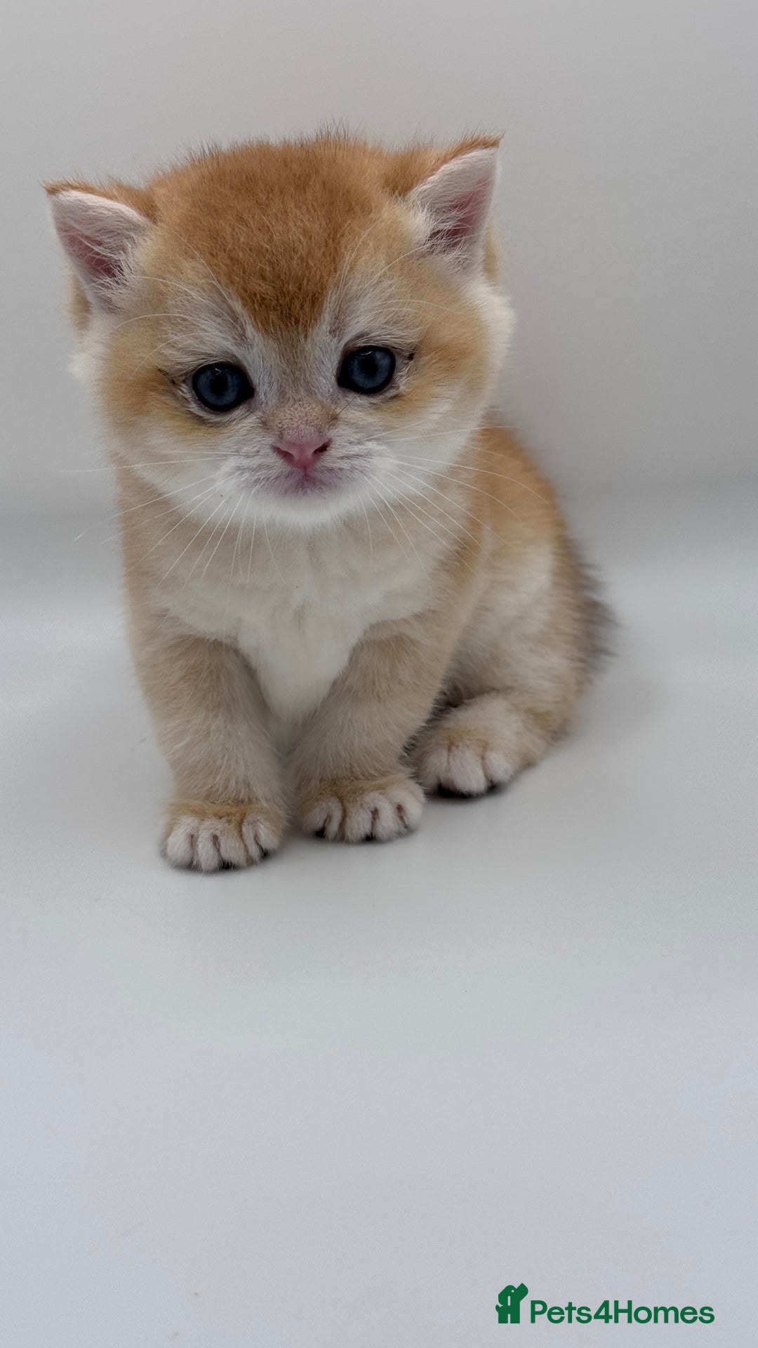 British Shorthair cats for sale: GCCF BSH BY12 GOLDEN CHOCOLATE KITTENS  - Image 16