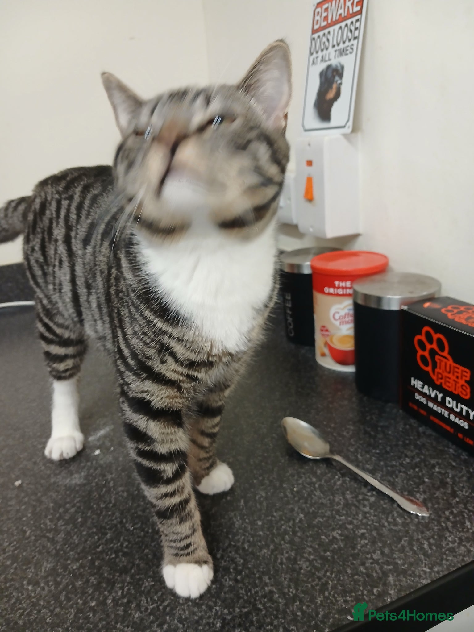 Mixed Breed cats Male  - Advert 5