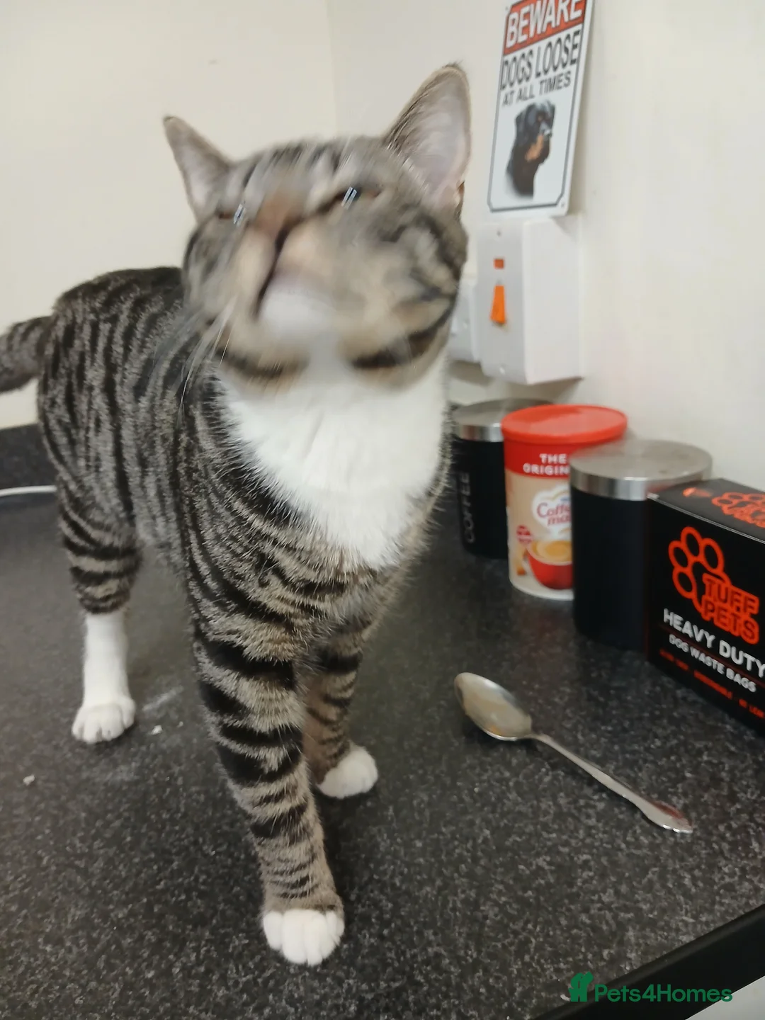 Mixed Breed cats for sale: Male  in Dunfermline - Advert 1