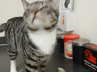 Mixed Breed cats Male - Advert 5