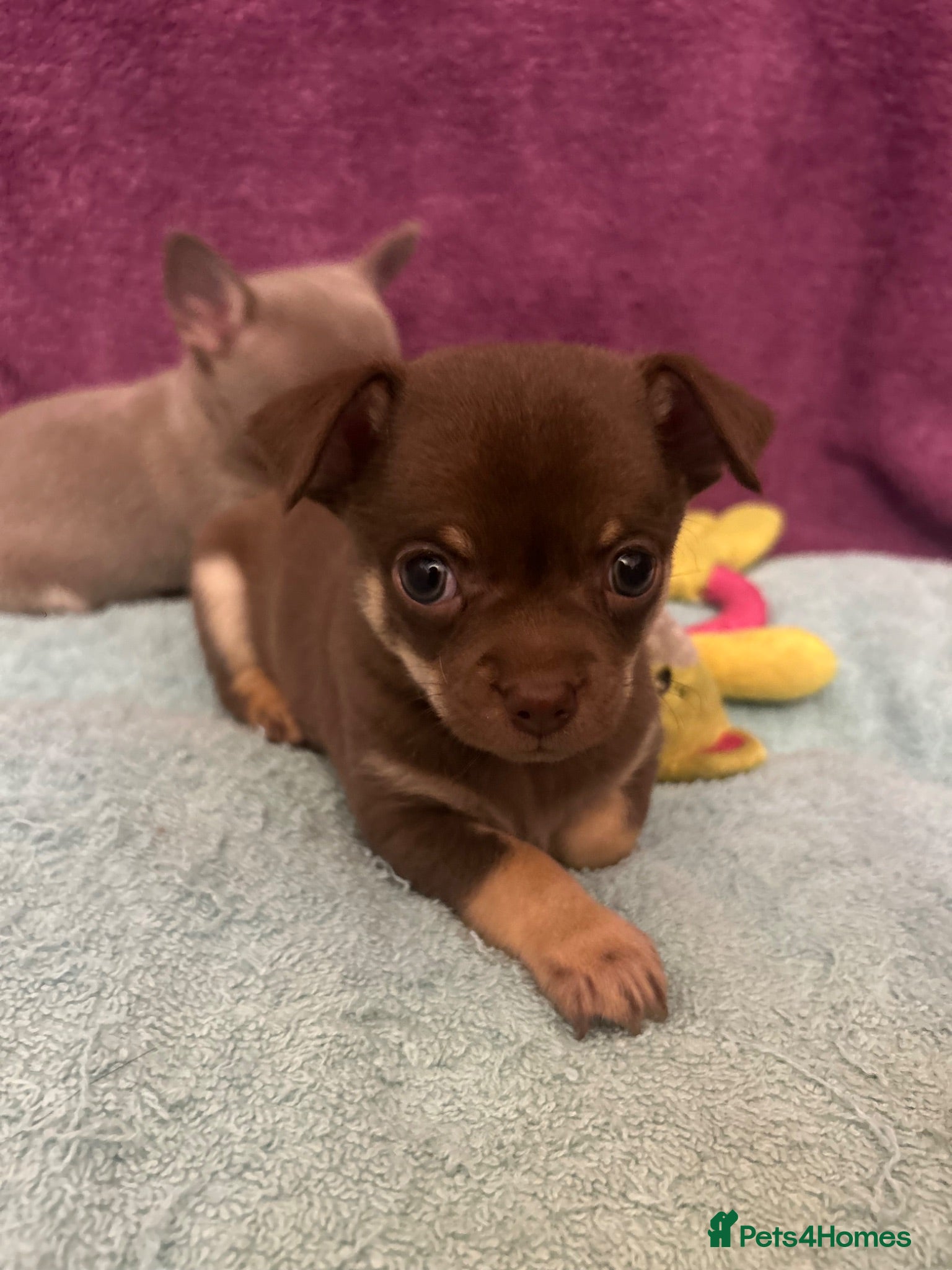 Chihuahua dogs Only 1 gorgeous boy left 🤎🤎 - Advert 5