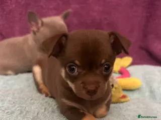 Chihuahua dogs Only 1 gorgeous boy left 🤎🤎 - Advert 5